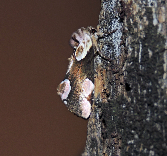 Thyatira batis Drepanidae